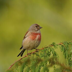 ����� ���� ��������. ���������� (Acanthis cannabina)