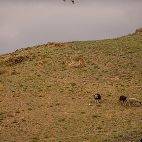 ����� ���� ��������. �������� ��������