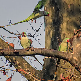 ����. �������. �������� ���������