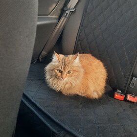 ����. ���. ����� ���������� �����