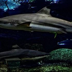 акула (1)