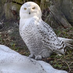 ����. ���� ��������. ����� ����