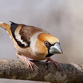   (Coccothraustes coccothraustes)