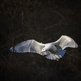 ������� �����