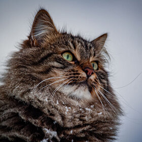 ����. ��������. ������