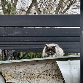 Одинокий крымский кот
