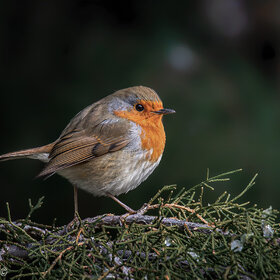 ����. �����. ��������