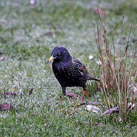 ����. ���� ��������. ******