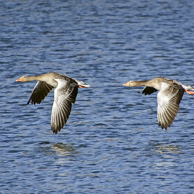 ����. ʸ���. ����� ����