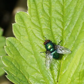 Зеленая муха
