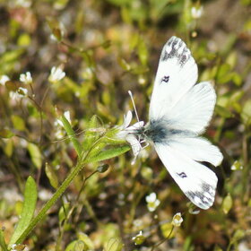 ����� ���� ��������. ������� ��������