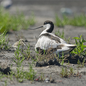 Шилоклювка (Recurvirostra avosetta, красная книга России) на гнезде.