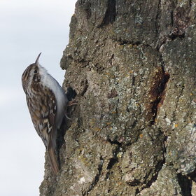 ����. ������ ������������. ������ ������������