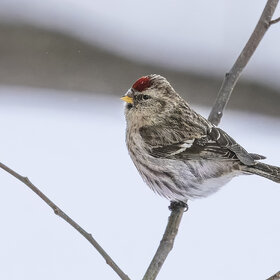 ����. ���� ��������. �������