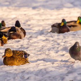 ����. ���� ��������. �����