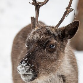 ����. ���� ��������. �������� �����