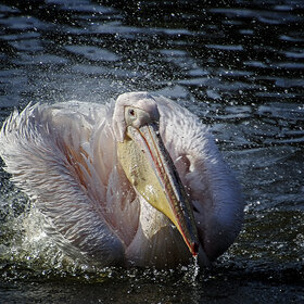 ����� ���� ��������. *******