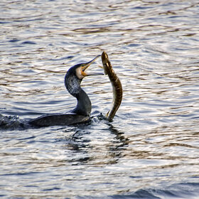 �� ������� ����� �������