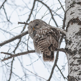 ����. Strix uralensis. ������������� �������