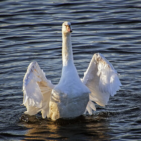 ����. ����� ���. ������