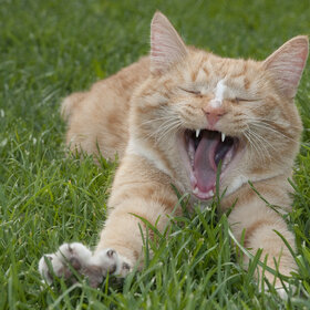 ����. ���� ��������. �������� ��������