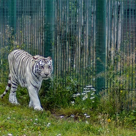 Белый бенгальский тигр