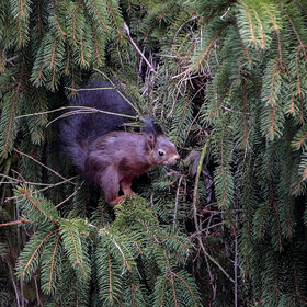 ����. �������. ****