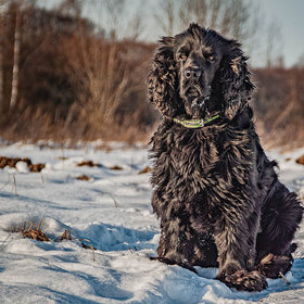 ����. ������. �����