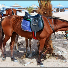 Лошади с берега Красного моря