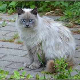 Кошка из посёлка Нарочь