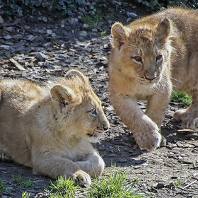 ����. �������. ������