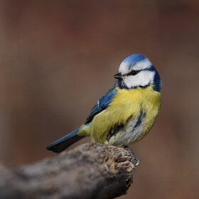 ����. ���� ��������. ��������� (Cyanistes caeruleus)