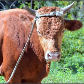 Портрет абхазской коровы