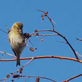 ���������, �����