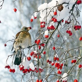 ���� ��������. �� �����