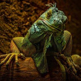 ����. ���� ��������. ������������ ������