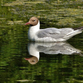 ���� ��������. ���������