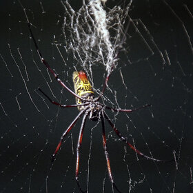 Nephila inaurata