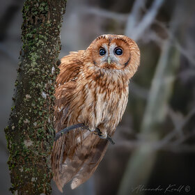����. Tawny owl. �����