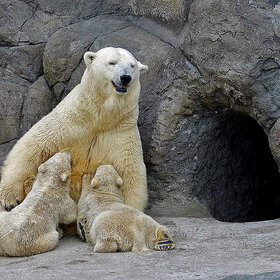 Лучшие фото животных. медвежье счастье (8)