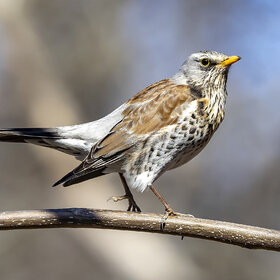 ����. ����. �����. �������� �������.