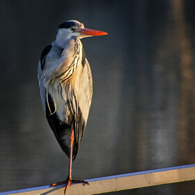 ����. ���� ��������. *******