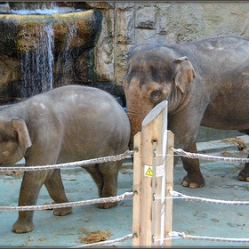 Московский зоопарк. Слоны