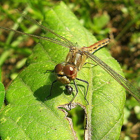 ����. ���������. ��������