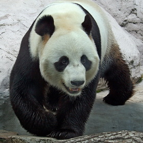 Большая панда.