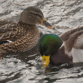 ����. ���� ��������. �����