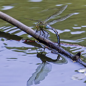 �� ������