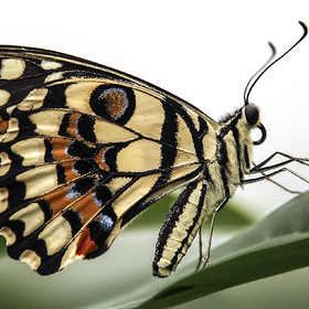 Лимонный Парусник (Papilio Demoleus).
