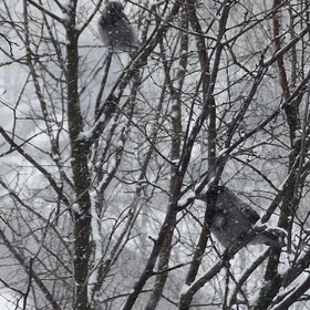 ����� ���� ��������. �������������� ������...