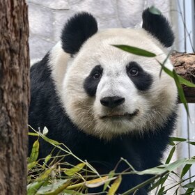 ����. �������. ����� ������